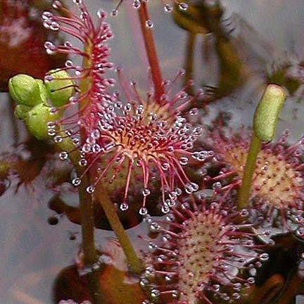 10+ Drosera intermedia - Carnivorous - Rare Insectivorous Sundew Plant Seeds From Cuba