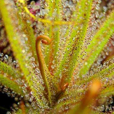 5 Sundew - Drosera regia - Carnivorous Plant Seeds- Indigenous South African Sundew Seeds For Sale