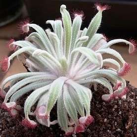 10+ Sundew - Drosera ordensis - Carnivorous Plant Seeds - Australian Insectivorous Sundew
