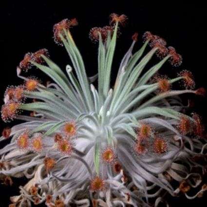 10+ Sundew - Drosera ordensis - Carnivorous Plant Seeds - Australian Insectivorous Sundew