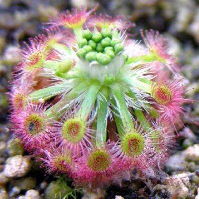 10+ Sundew - Drosera callistos - Carnivorous Plant Seeds - Australian Insectivorous Sundew