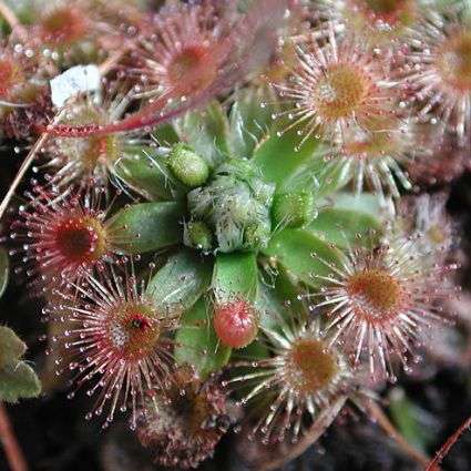 Carnivorous Plant Seeds - Drosera pulchella - Australian Insectivorous Sundew