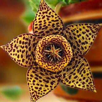30 Orbea variegata Seeds - Buy Seeds for Indigenous South African Succulents + FREE SEEDS