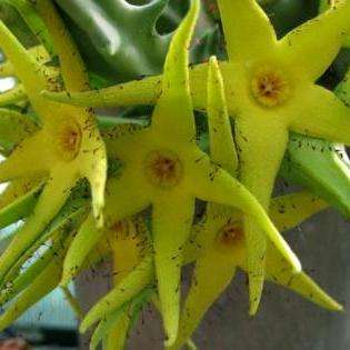 5 Orbea lutea ssp. lutea Seeds - Buy Seeds for Indigenous South African Succulents + FREE SEEDS