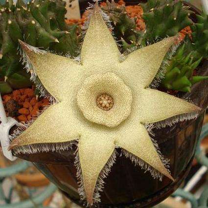 10 Orbea ciliata Seeds - Buy Seeds for Indigenous South African Succulents + FREE SEEDS