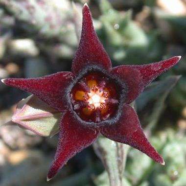 5 Orbea semitubiflora Seeds - Buy Seeds for Indigenous South African Succulents + FREE SEEDS