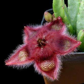 10 Stapelia obducta Seeds - Indigenous South African Succulent Seeds in RSA + Free Seeds