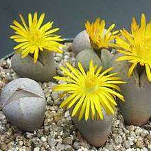 Dinteranthus wilmotianus Seeds - Indigenous South African Mesemb Succulent - Flat Ship Rates