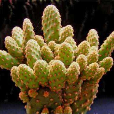 Opuntia rufida forma minima monstrose Plants - Live Succulent Plants