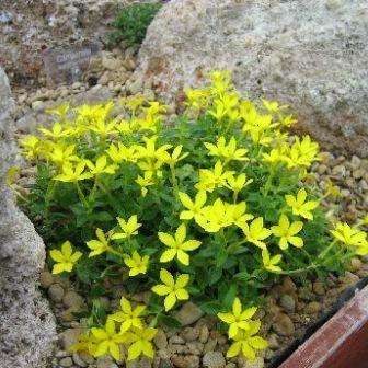 Sebaea thomasii Seeds - Indigenous South African Perennial Seeds From South Africa