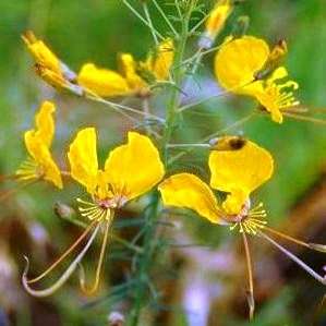 Cleome angustifolia Seeds - Indigenous South African Annual Seeds For Sale From South Africa
