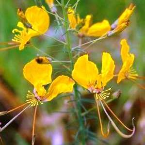 5 Cleome angustifolia Seeds - Indigenous South African Annual Seeds For Sale From South Africa