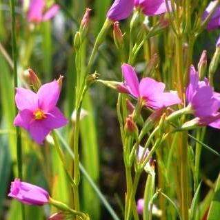 Chironia jasminoides Seeds - Sow Autumn - Indigenous South African Shrublet Seeds + GET FREE SEEDS