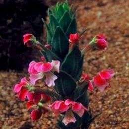 5 Zaluzianskya microsiphon Seeds - Indigenous South African Perennial Seeds From South Africa