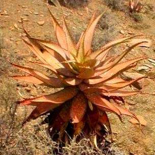 Aloe khamiesensis Seeds - Indigenous South African Succulent Seeds For Sale From South Africa