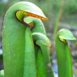 Hooded Pitcher Plant Seeds + FREE SEEDS - Sarracenia minor Seeds - Carnivorous Insectivorous Plant