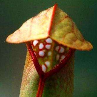 10 Hooded Pitcher Plant Seeds+ FREE SEEDS - Sarracenia minor Seeds - Carnivorous Insectivorous Plant