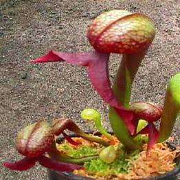 Cobra Lily Seeds + FREE SEEDS - Carnivorous Pitcher Plant Seeds Like Sarracenia