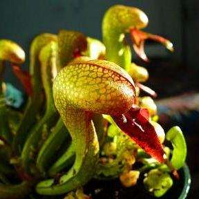 10 Cobra Lily - Darlingtonia californica Seeds - CARNIVOROUS COBRA Pitcher Plant