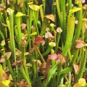 5 Carnivorous Pale Pitcher Plant Sarracenia alata Seeds + FREE SEEDS WITH ALL ORDERS