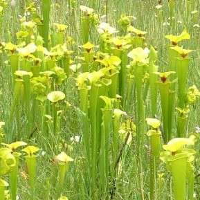 Yellow Pitcher Plant Carnivorous Sarracenia flava rugelii Seeds + FREE SEEDS WITH ALL ORDERS