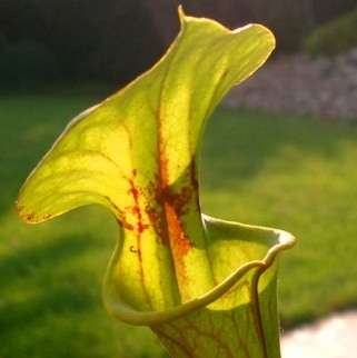 5 Yellow Pitcher Plant Carnivorous Sarracenia flava rugelii Seeds + FREE SEEDS WITH ALL ORDERS