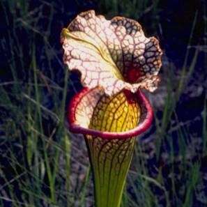 10 Carnivorous White Top Pitcher Plant Seeds - Sarracenia leucophylla + FREE SEEDS - Frost Hardy