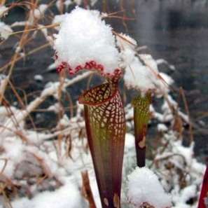 Carnivorous White Top Pitcher Plant Seeds - Sarracenia leucophylla + FREE SEEDS - Frost Hardy