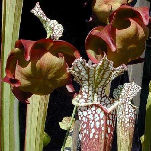 15 Carnivorous White Top Pitcher Plant Seeds - Sarracenia leucophylla + FREE SEEDS - Frost Hardy