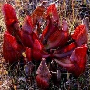 Carnivorous Purple Pitcher Plant Seeds + FREE SEEDS - Sarracenia purpurea spp. purpurea
