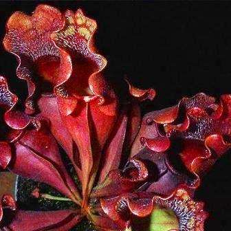 10 Carnivorous Purple Pitcher Plant Seeds + FREE SEEDS - Sarracenia purpurea spp. purpurea