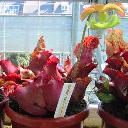 5 Southern Purple Pitcher Plant Seeds - Carnivorous Sarracenia purpurea ssp. venosa var. burkii