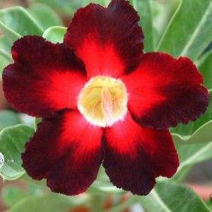 3 Adenium obesum var. Apollo - A STUNNING HYBRID - HAND POLLINATED SUCCULENTS SEEDS