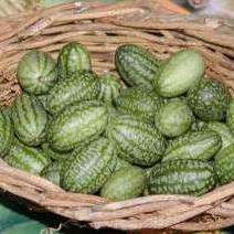 10 Zehneria scabra Seeds - Creeping Wild Cucumber - Indigenous Creeper Vine Succulent Caudiciform