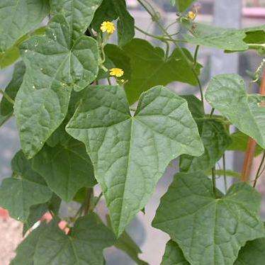 5 Zehneria scabra Seeds - Creeping Wild Cucumber - Indigenous Creeper Vine Succulent Caudiciform