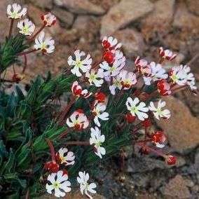 Zaluzianskya pulvinata Seeds + FREE SEEDS - Indigenous South African Perennial Seeds