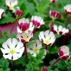 10 Zaluzianskya ovata Seeds - Indigenous South African Perennial - Worldwide Shipping + FREE SEEDS