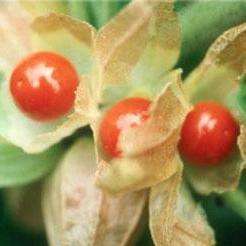 Withania somnifera Seeds- Indian ginseng Winter cherry Indigenous Medicinal Psychoactive Fruit Frost