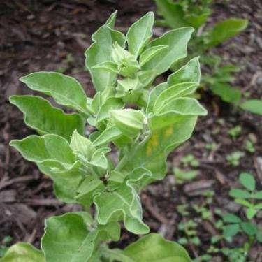 5 Withania somnifera Seeds -  Indian ginseng, Winter cherry - Medicinal Psychoactive Fruit Frost