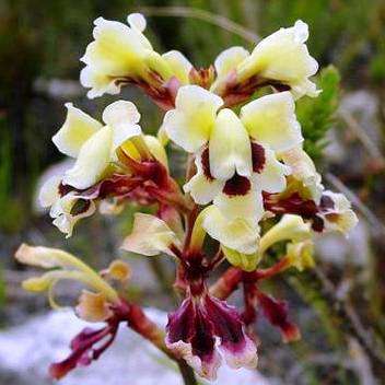 10 Tritoniopsis parviflora Seeds - Indigenous South African Perennial Bulb Seeds From South Africa