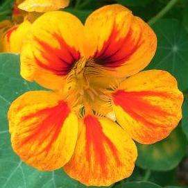 10 Nasturtium, Garden Nasturtium, Indian Cress Seeds - Tropaeolum majus Seeds - Edible Annual