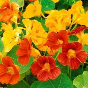 20 Nasturtium, Garden Nasturtium, Indian Cress Seeds - Tropaeolum majus Seeds - Edible Annual