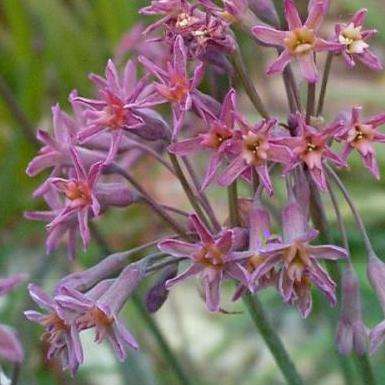 10 Tulbaghia capensis Seeds - Indigenous South African Bulb Seeds For Sale From South Africa