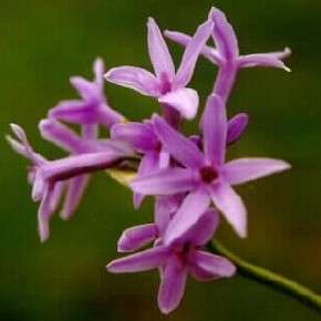 5 Tulbaghia violaceae Seeds - Indigenous South African Bulb Seeds For Sale From South Africa