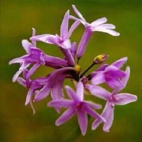 20 Tulbaghia violaceae Seeds - Indigenous South African Bulb Seeds For Sale From South Africa