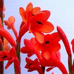 5 Watsonia coccinea Seeds - Sow Autumn - Indigenous South African Bulb Seeds