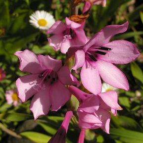 5 Watsonia humilis Seeds - Sow Autumn - Indigenous South African Bulb Seeds From Africa