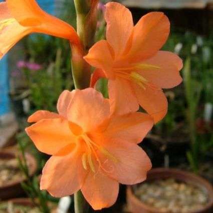 5 Watsonia laccata Seeds - Sow Autumn - Indigenous South African Bulb Seeds For Sale From Africa