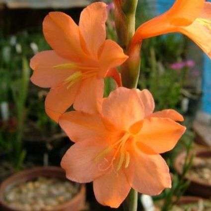 Watsonia laccata Seeds - Sow Autumn - Indigenous South African Bulb Seeds For Sale From Africa