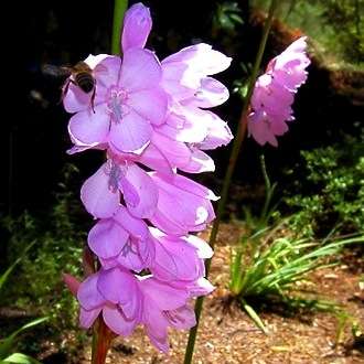 10 Watsonia laccata Seeds - Sow Autumn - Indigenous South African Bulb Seeds For Sale From Africa